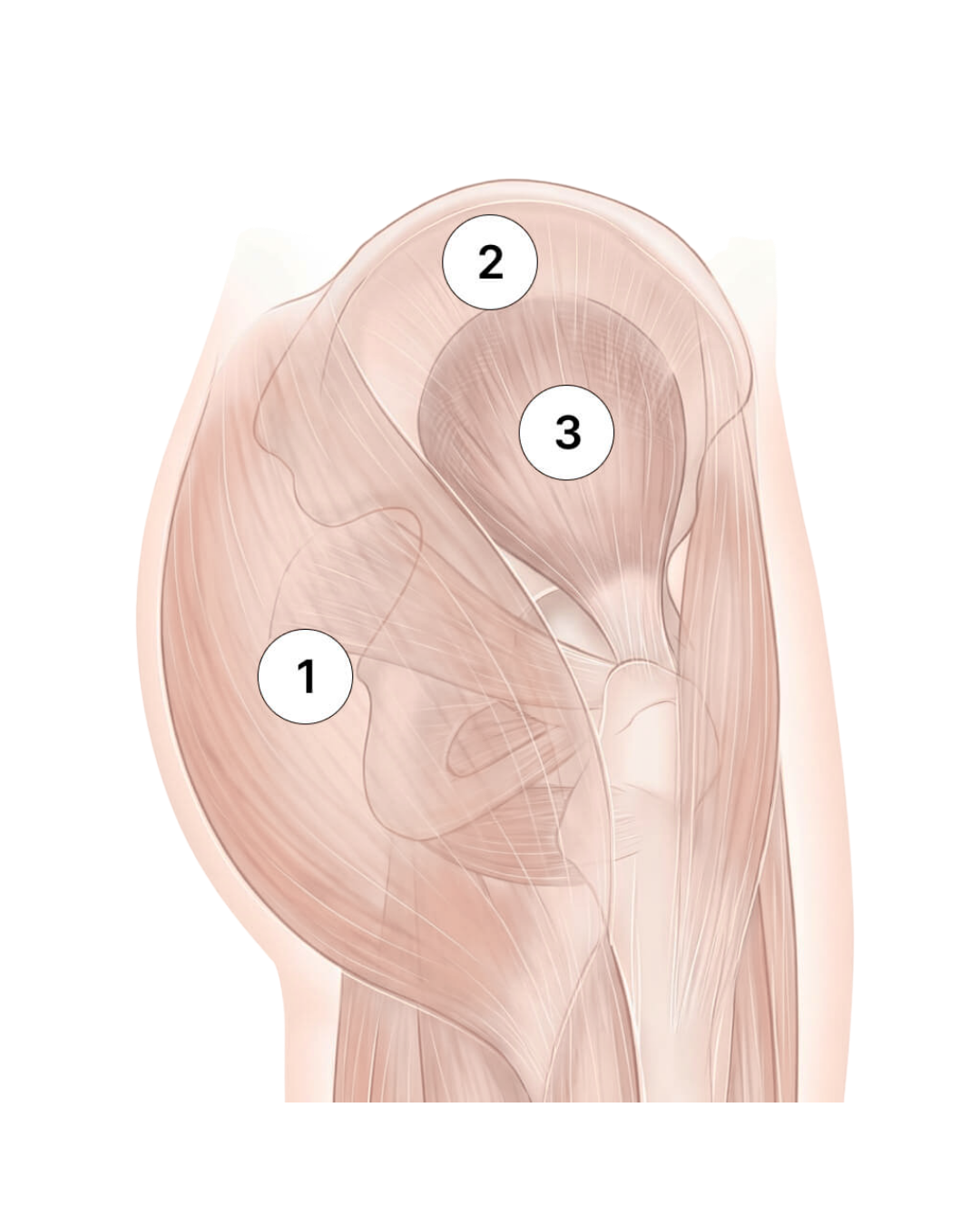 Anatomical diagram of the glute muscles including gluteus maximus, gluteus medius, and surrounding muscles